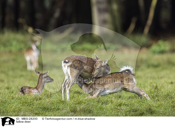 Damhirsch / fallow deer / MBS-28200