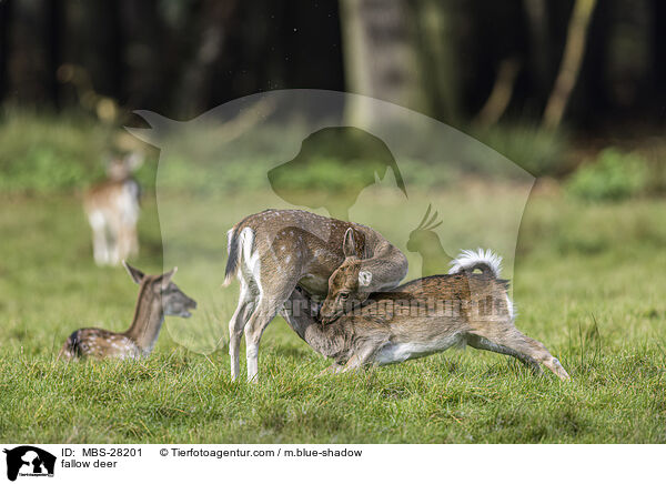 Damhirsch / fallow deer / MBS-28201