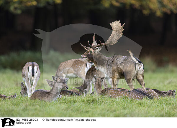 Damhirsch / fallow deer / MBS-28203