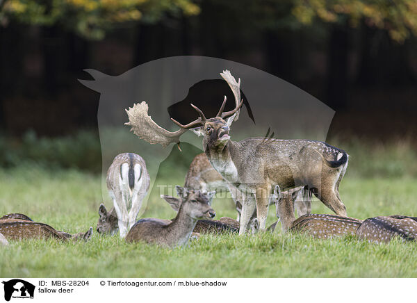 Damhirsch / fallow deer / MBS-28204