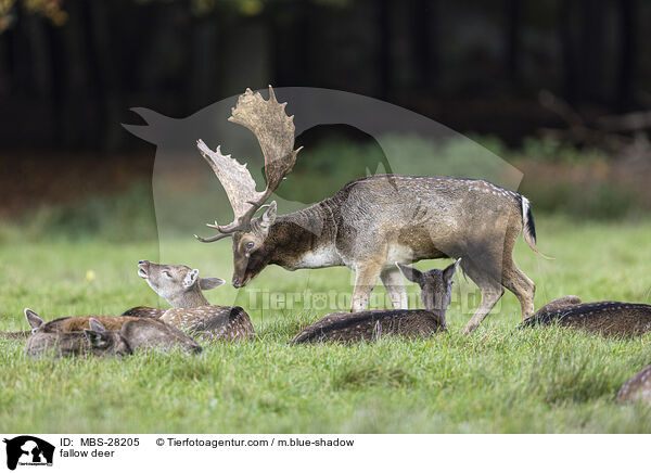 Damhirsch / fallow deer / MBS-28205