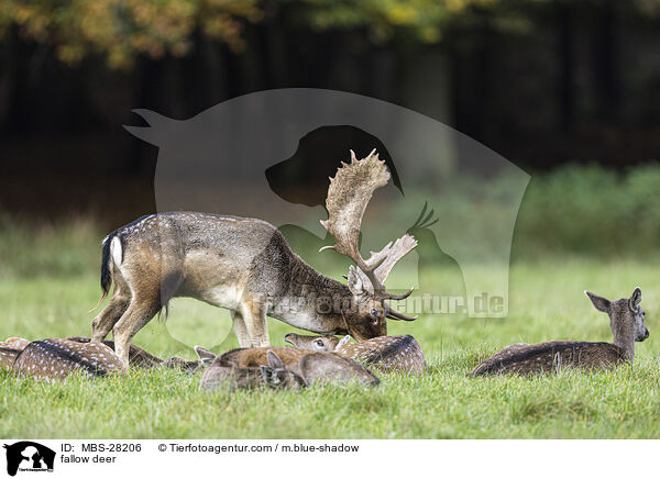 Damhirsch / fallow deer / MBS-28206