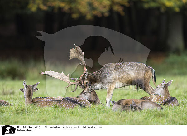 Damhirsch / fallow deer / MBS-28207