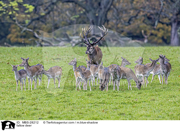 Damhirsch / fallow deer / MBS-28212