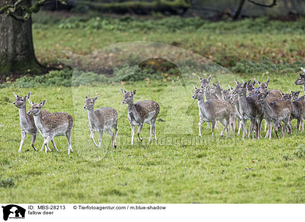 Damhirsch / fallow deer / MBS-28213