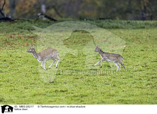 Damhirsch / fallow deer / MBS-28217