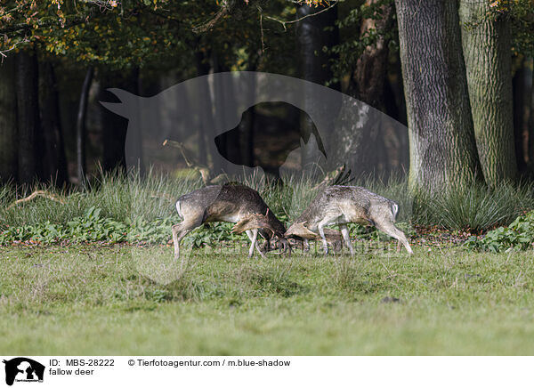 Damhirsch / fallow deer / MBS-28222