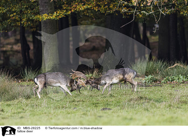 Damhirsch / fallow deer / MBS-28225