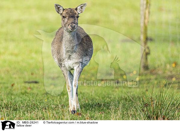 Damhirsch / fallow deer / MBS-28241