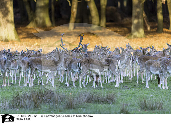 Damhirsch / fallow deer / MBS-28242