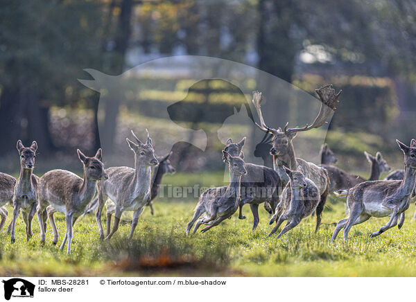 Damhirsch / fallow deer / MBS-28281