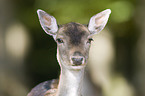 fallow deer