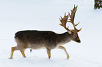 fallow deer