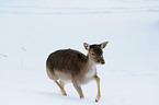 fallow deer