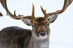 fallow deer