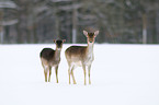 fallow deer