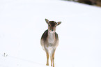 fallow deer