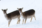 fallow deer