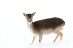 fallow deer