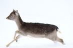 fallow deer