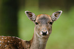 fallow deer