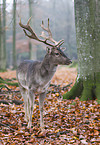 fallow deer