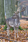 fallow deer