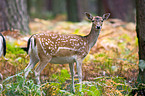 fallow deer