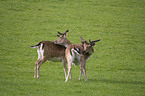 fallow deer