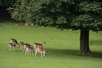 fallow deer