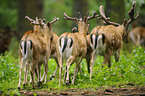 fallow deer