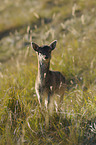 fallow deer