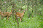 fallow deer