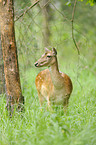 fallow deer