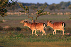 fallow deer