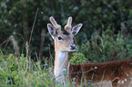 fallow deer