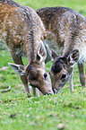 fallow deer