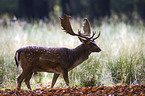 fallow deer