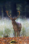 fallow deer