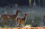 fallow deer