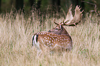 fallow deer