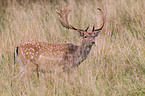 fallow deer