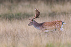 fallow deer