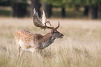 fallow deer