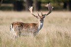 fallow deer