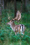 fallow deer