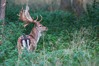 fallow deer