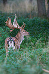 fallow deer