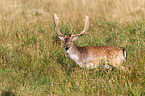 fallow deer