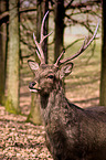 fallow deer